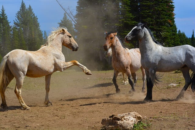Bureau of Land Management via Flickr