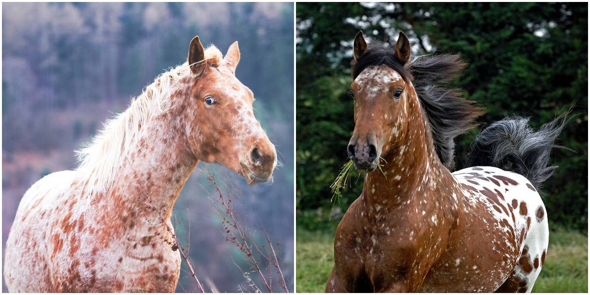 Spotting the Difference: There is more to Appaloosa horses than their coats