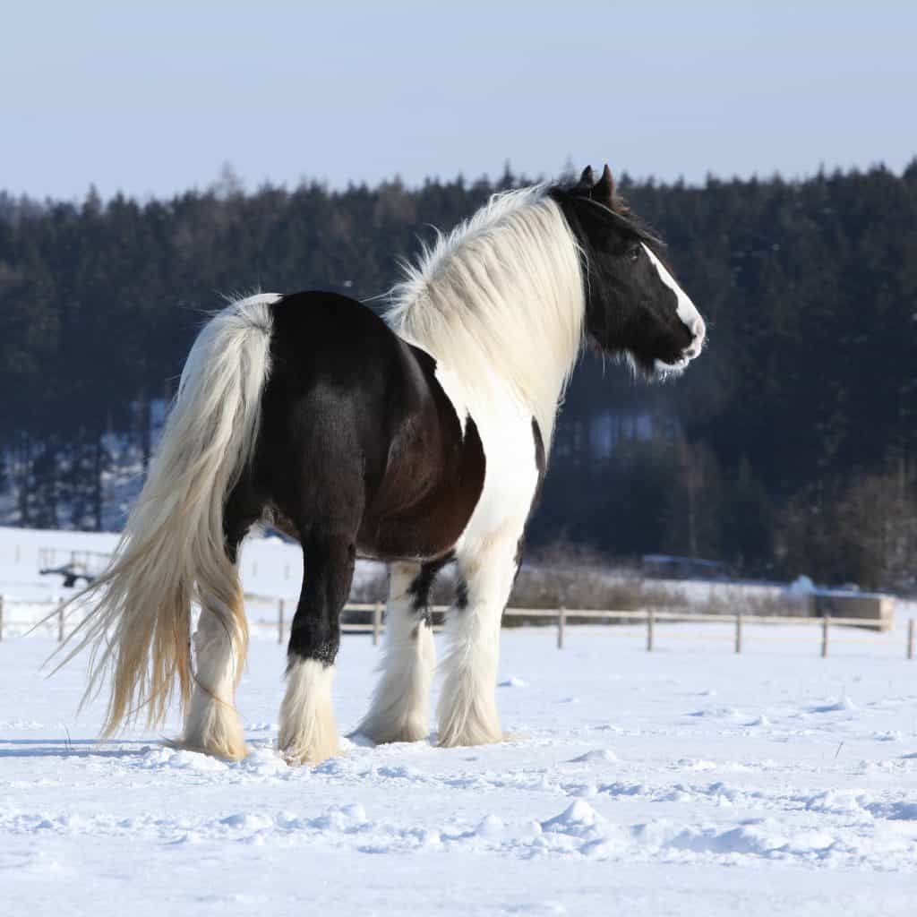 Equine 411: All About Irish Cob Horses