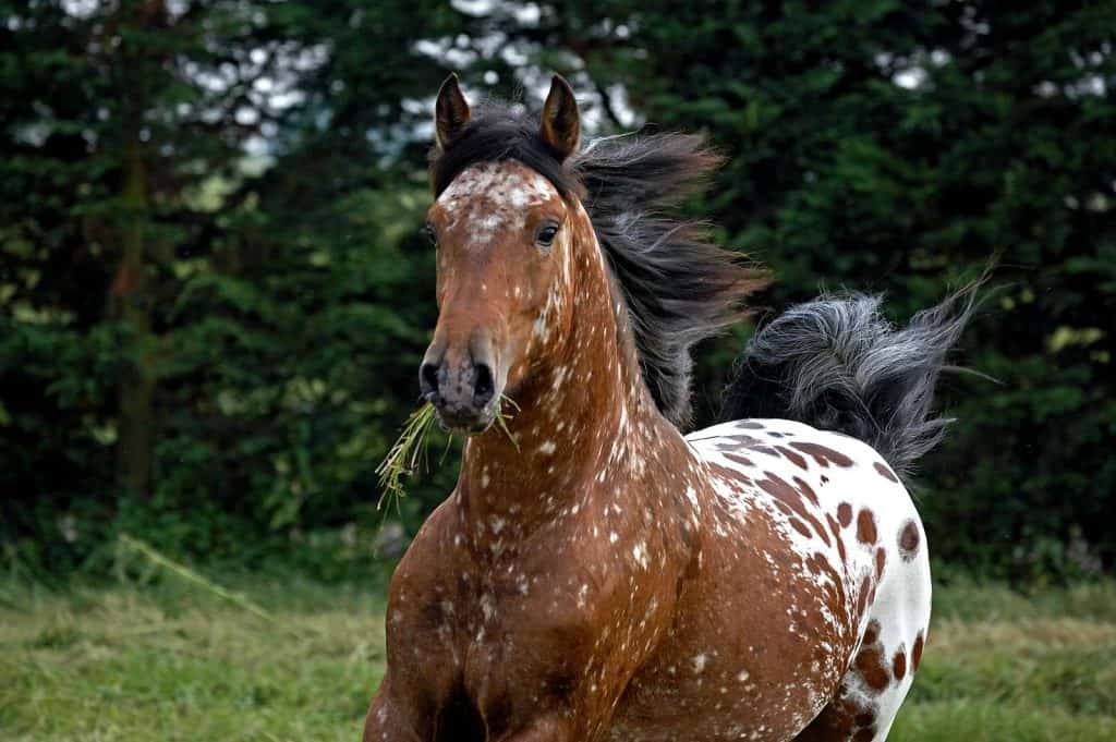 Appaloosa coat genetics