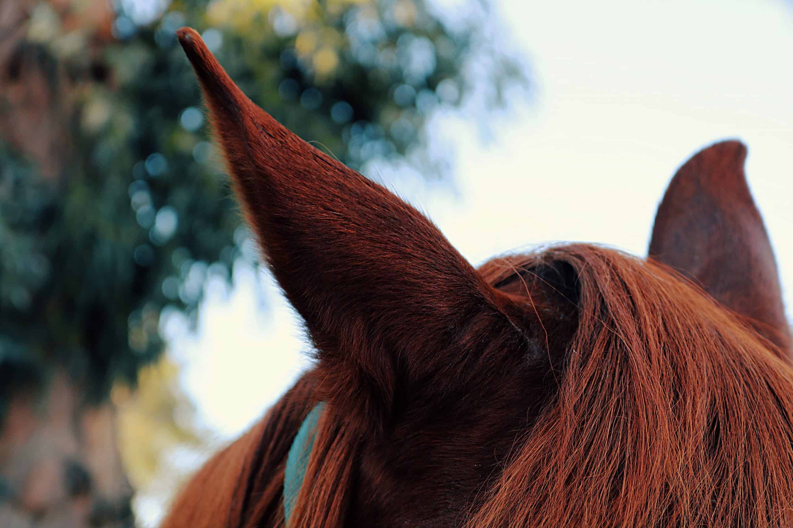 horse fireworks