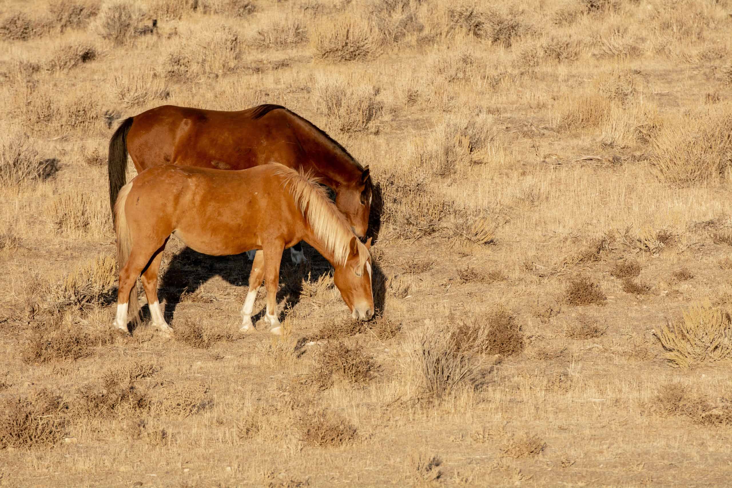 Two brown mares in a desert in Nevada, USA, grazing together in dry grass