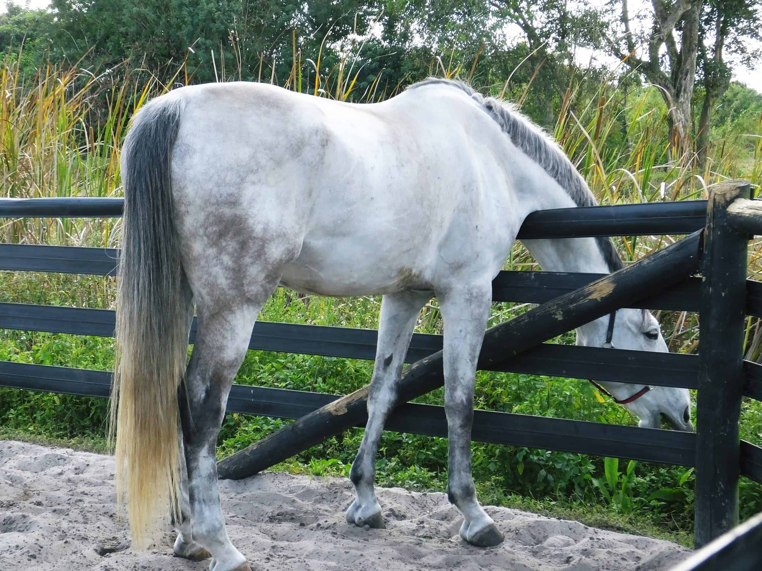 Grey colored horse in its turnout eating grass.