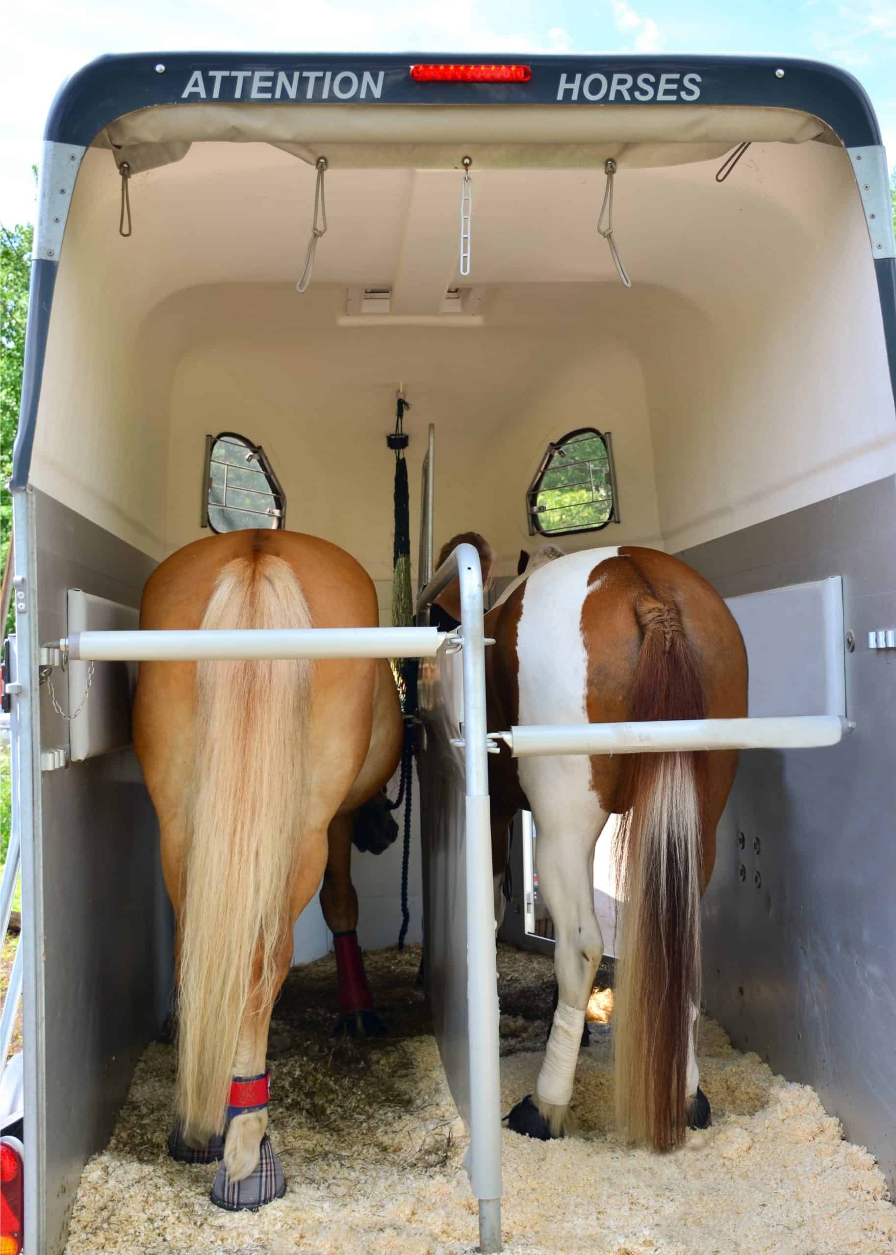 Horse trailer and two horses ready to travel