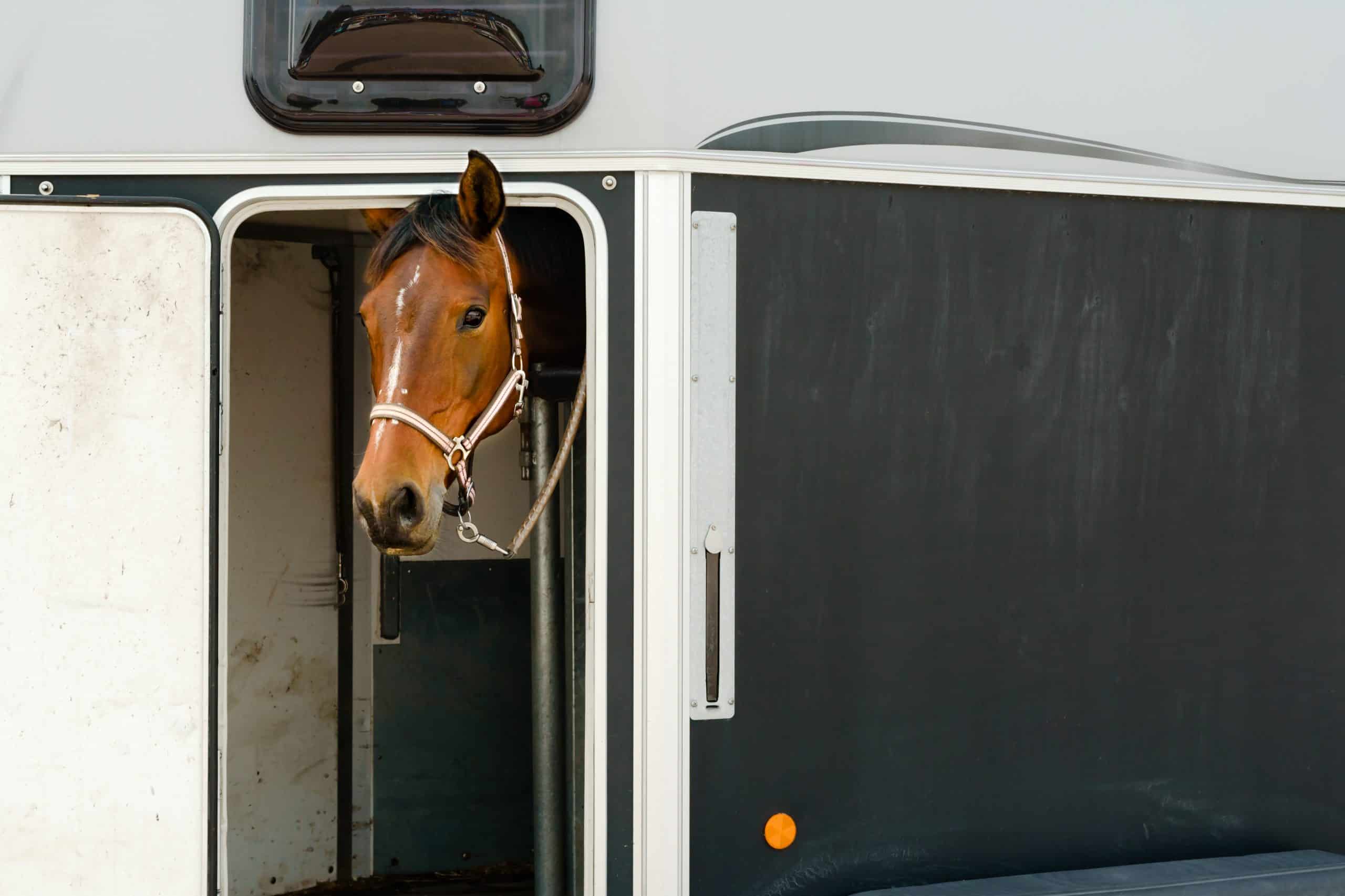 Lovely brown and white horse head sticking out of open door on a horse trailer. Copy space on trailer side. Horse has halter and is tied down with a small chain connected to it. One ear sticking out.