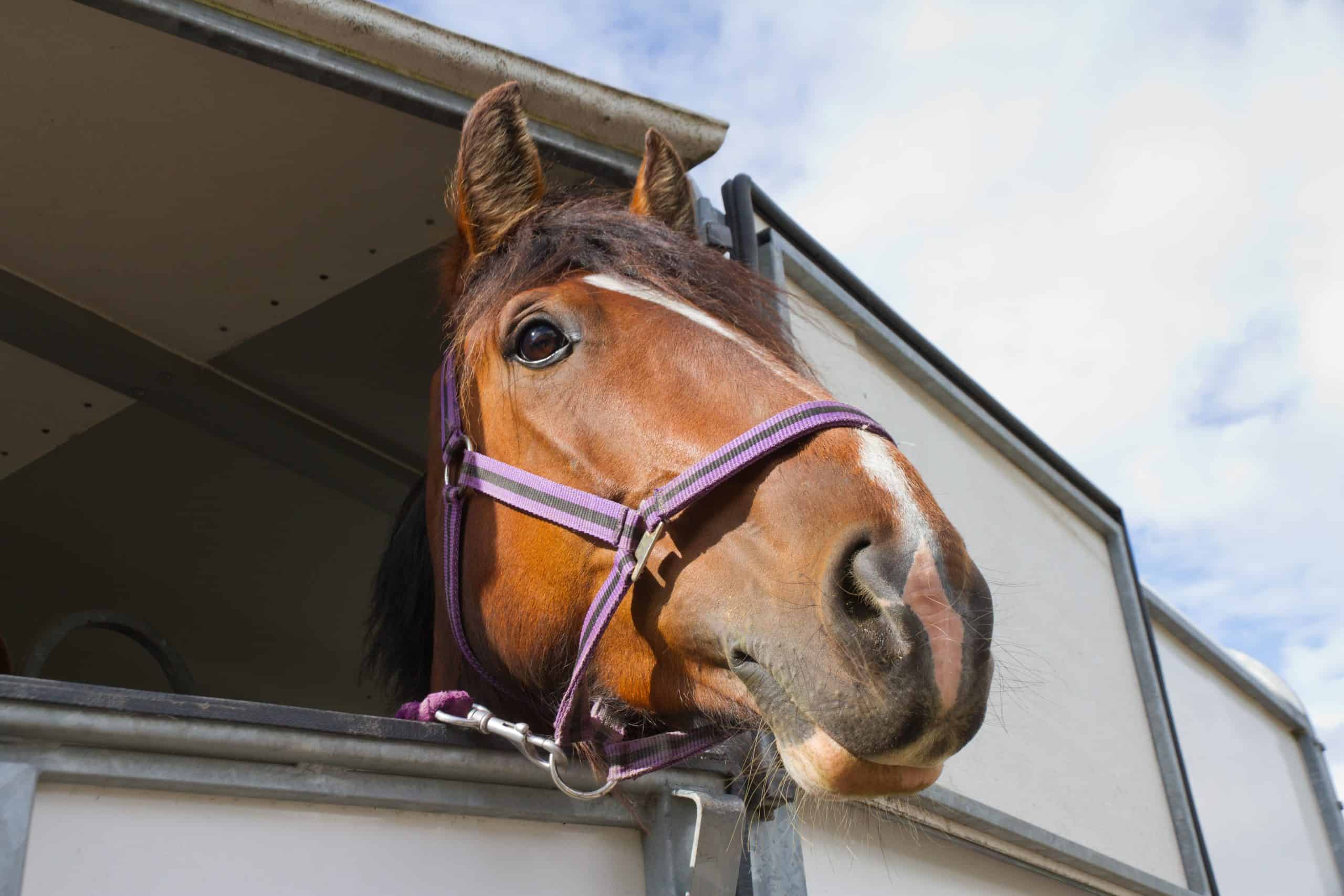 Close up of Bay horses head as it looks out from horse box which is transporting it to equine event.