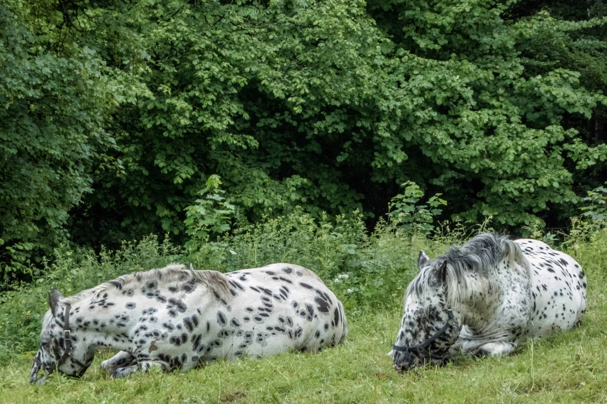 Knabstrupper is a danish horse breed, with an unusual coat pattern from solid white to full leopard spotted. Photograph taken near Kreuth, Bavaria, Germany.