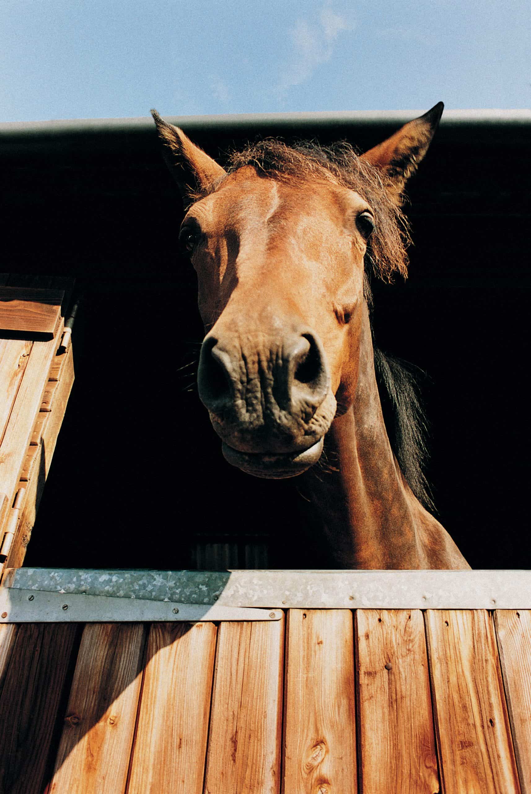 Low Angle of Horse in Stall