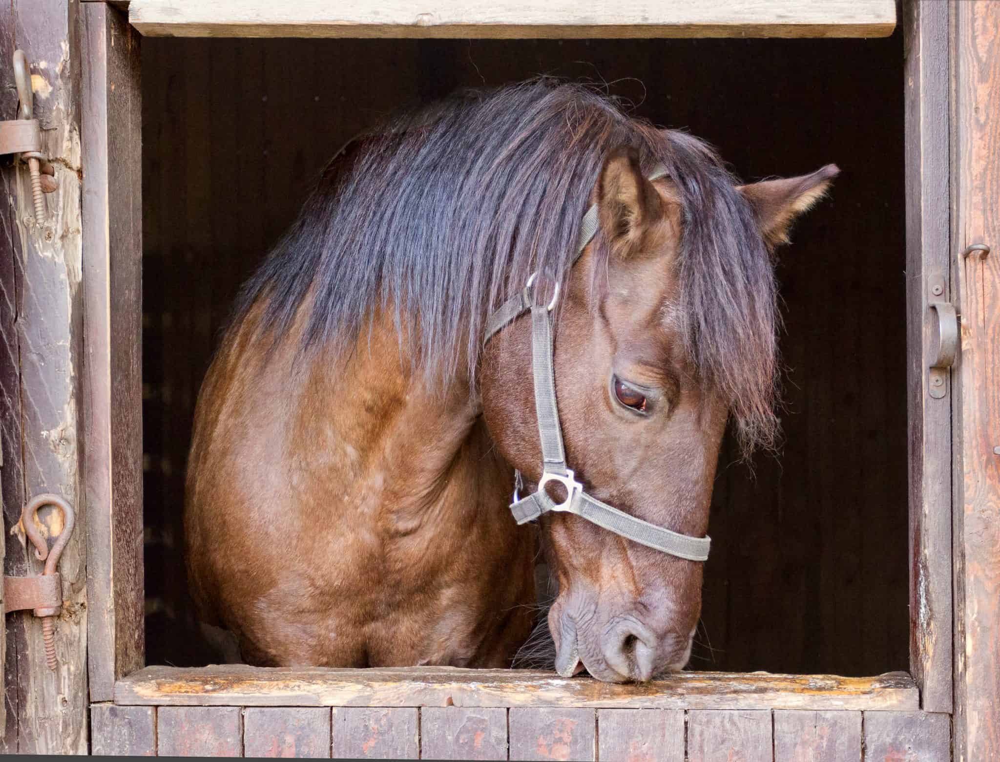 5 Signs It's Time To Sell Your Horse