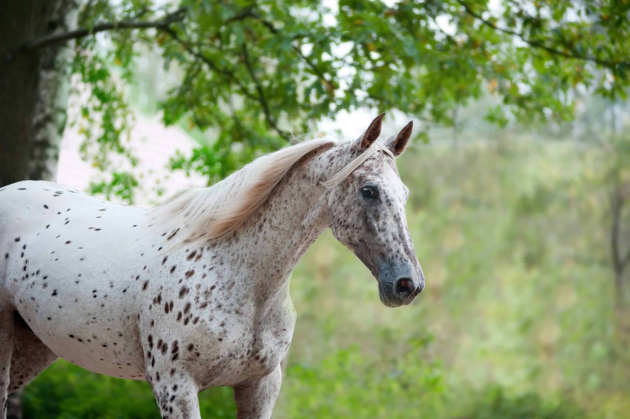 Portrait of knabstrupper breed horse - white with brown spots on coat