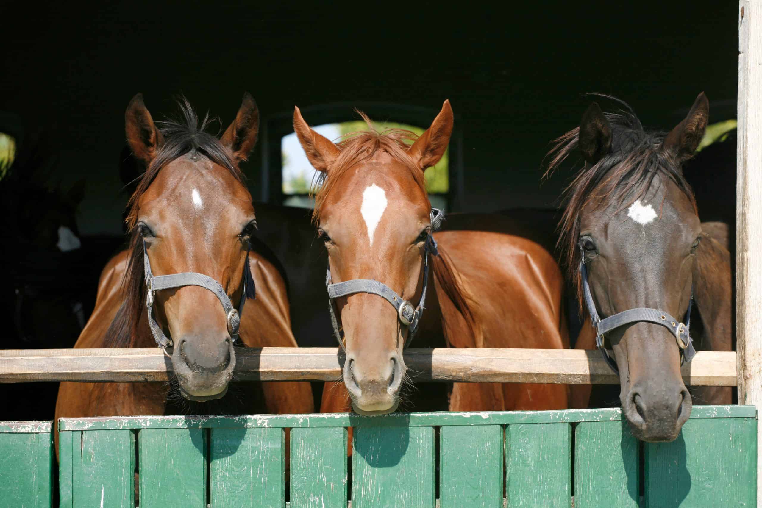 Head shot of three  purebred yearling mares in the barn farmland rural scene
