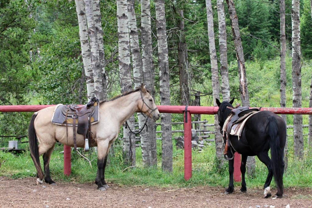 Two horses ready to go on a trail ride