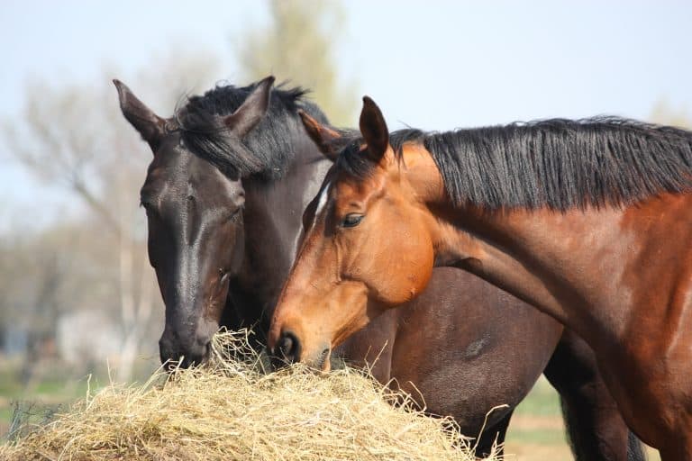 Black and chestnut horses eating hay