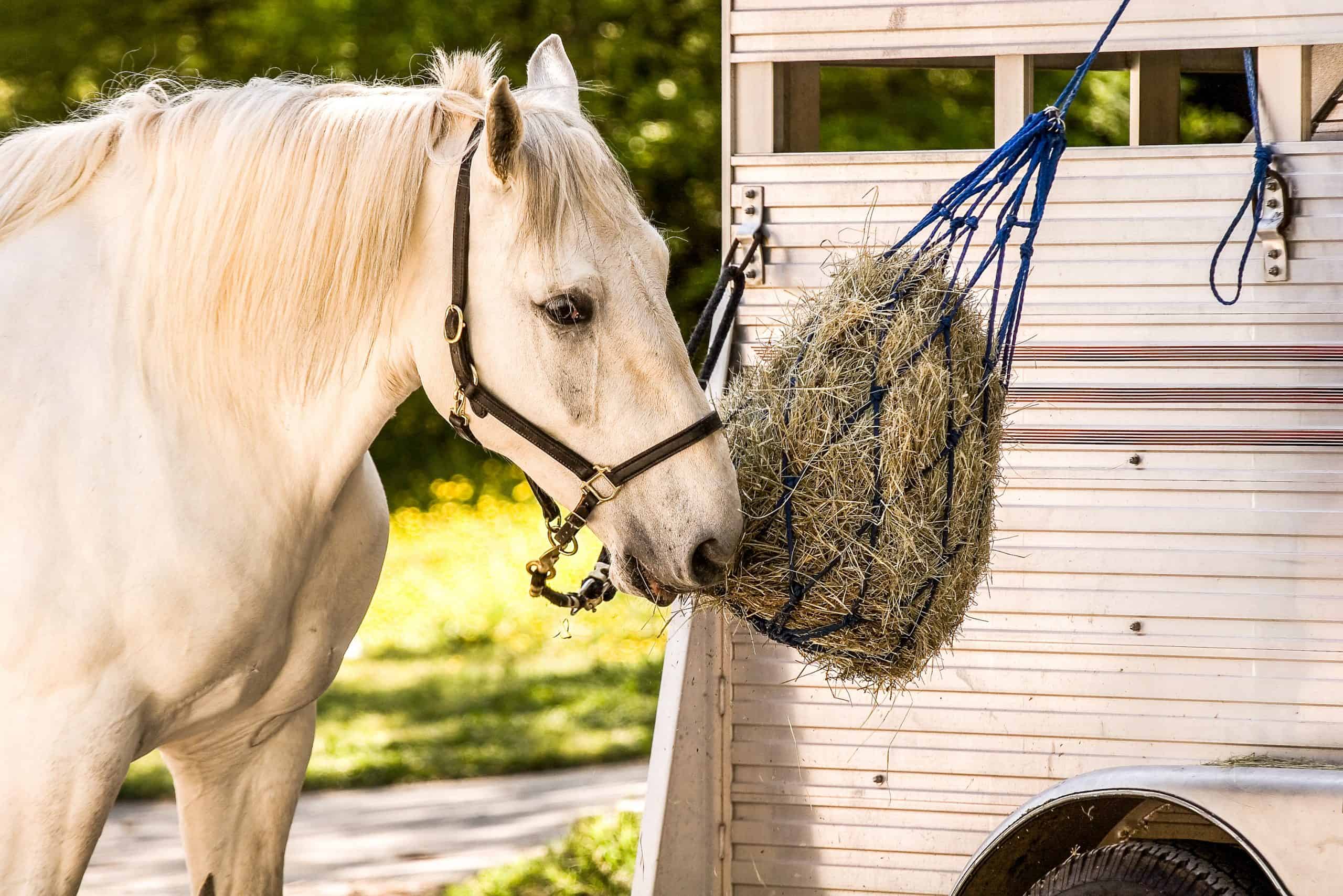 A white horse eating of of a feedbag hanging from a trailer