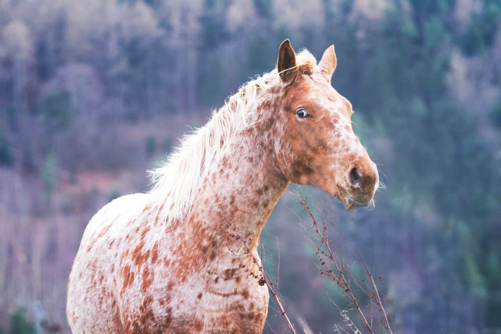 Appaloosa coat genetics