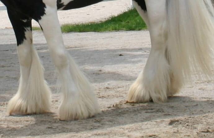 IC6 Feather_on_Horse's_Lower_Leg