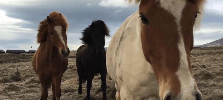 Wild Icelandic Horses Tourists