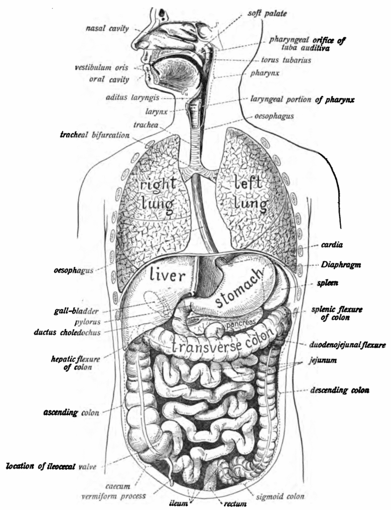 Your Horse’s Unique Digestive System And How To Keep It Running