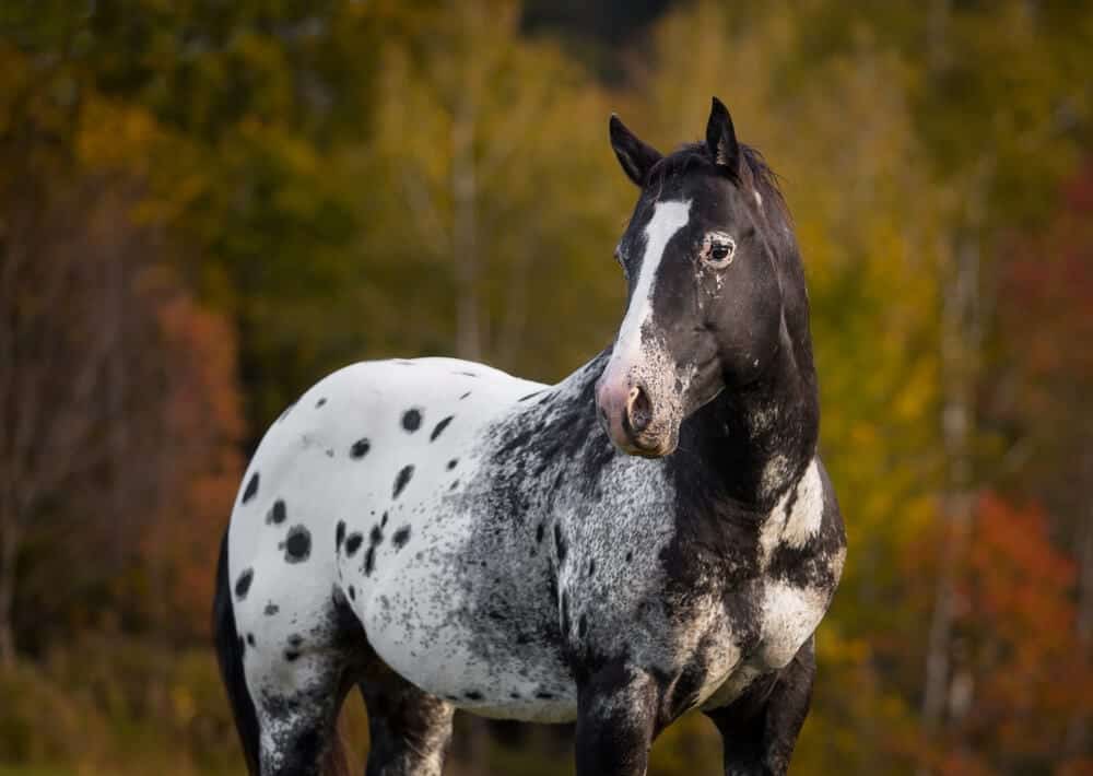 Appaloosa Horses