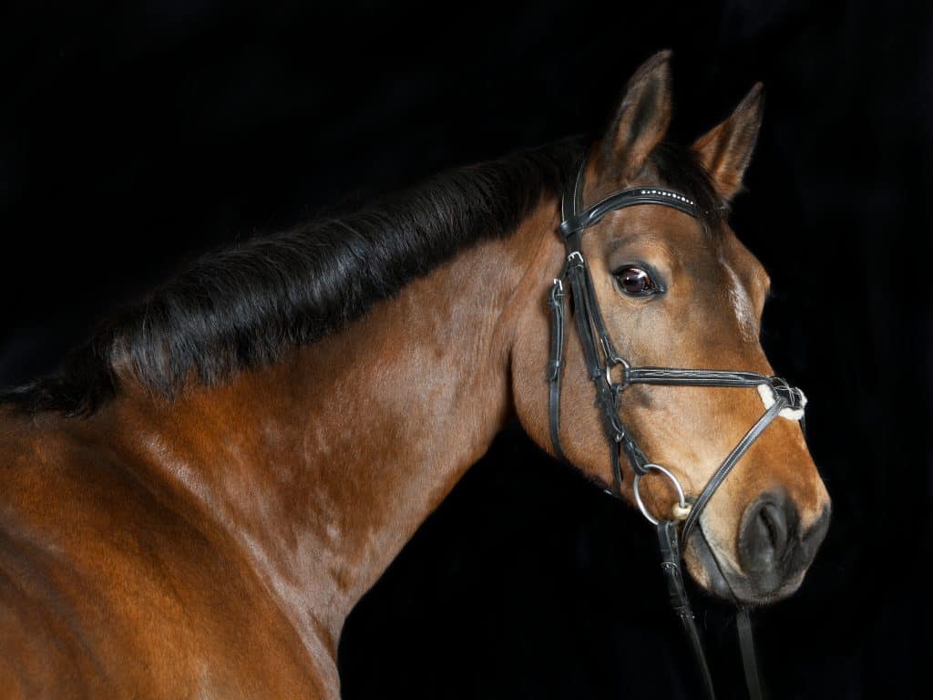 Studio portrait of a brown Oldenburg sport horse with black background