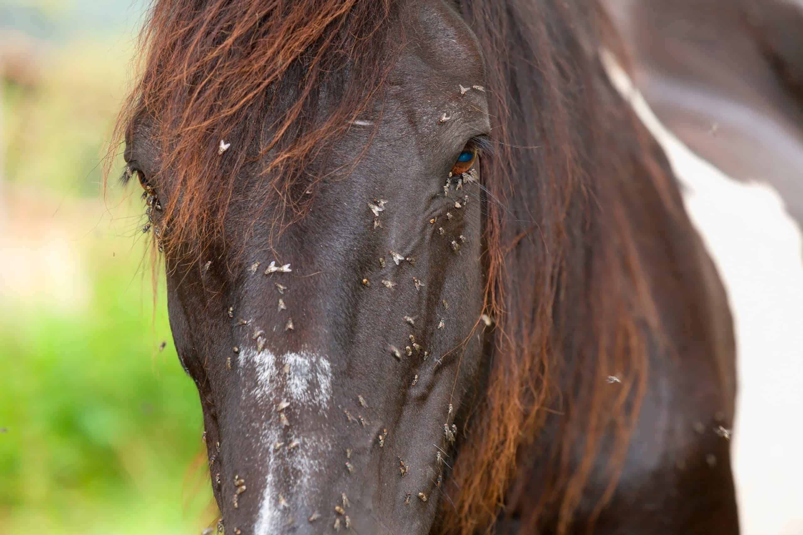 A horse plagued by flies.