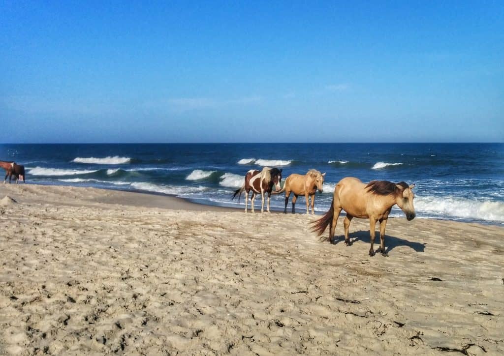 8 Things You Didn’t Know About The Chincoteague Pony