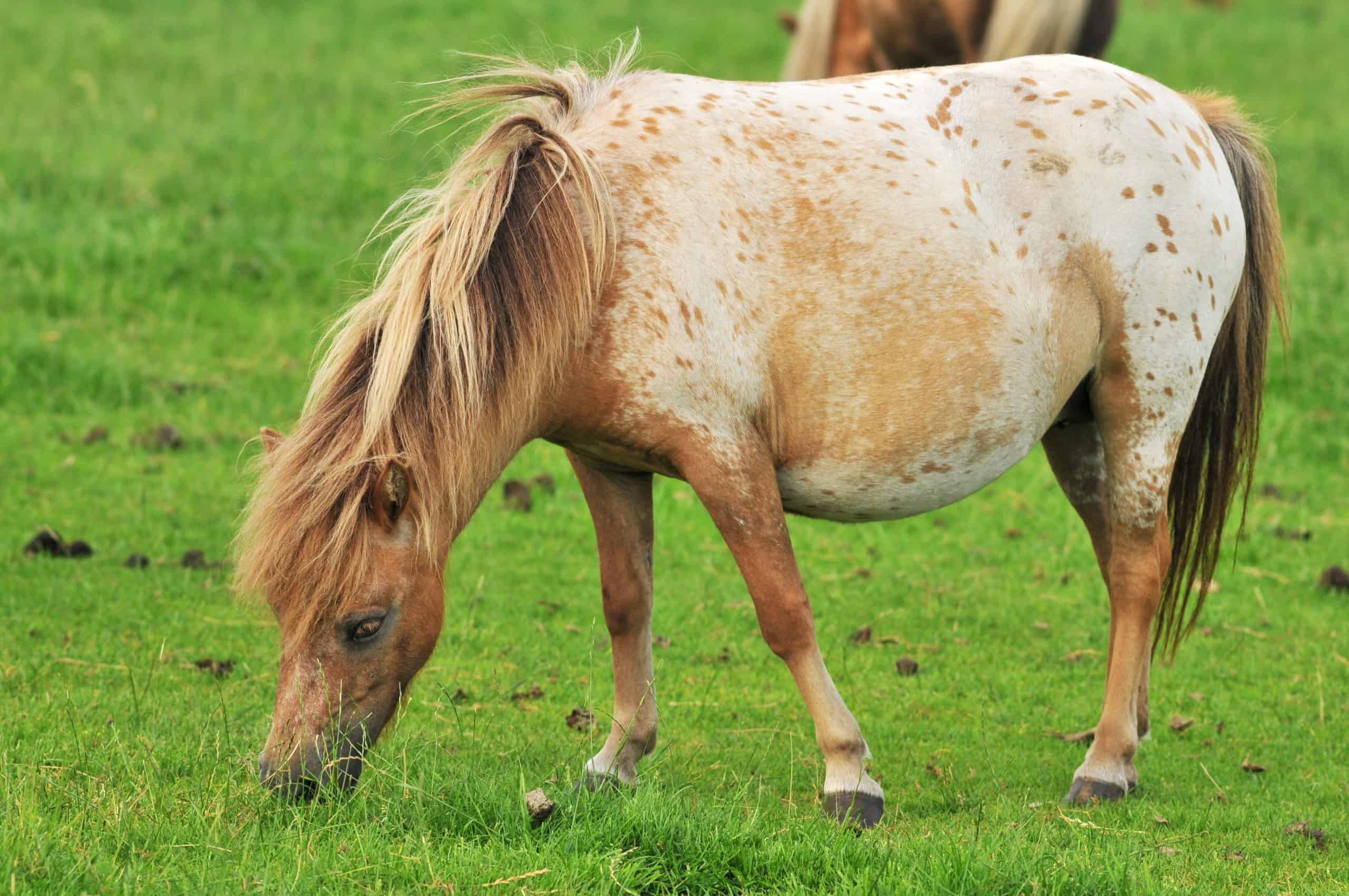 pregnant American mini horse in the grass
