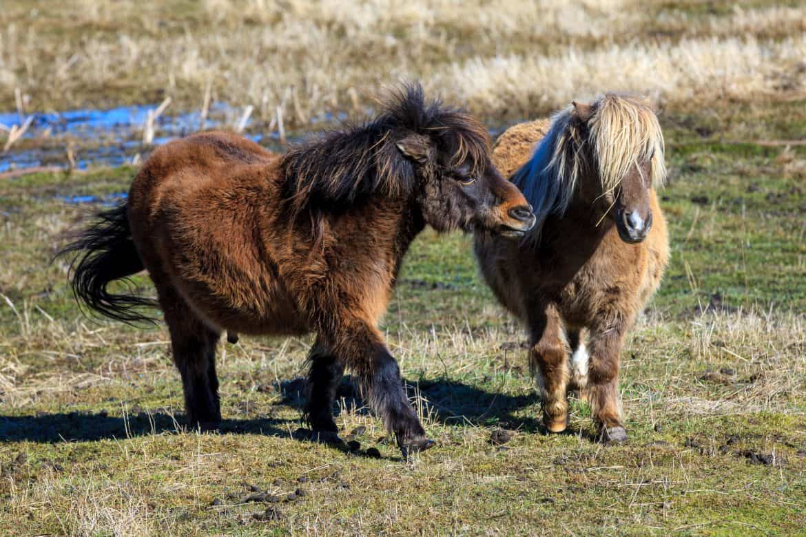 5 Things To Consider Before You Buy A Mini Horse