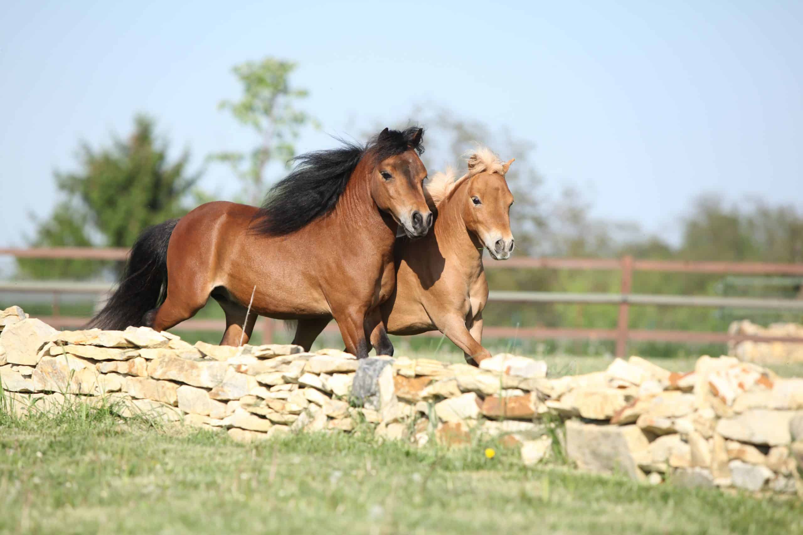 dwarf horses