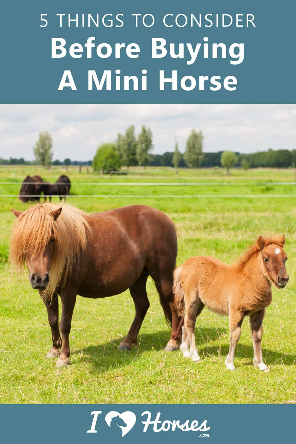 Things To Consider Before Buying A Mini Horse-01