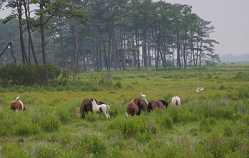 mage Source: Barb Howe via Flickr