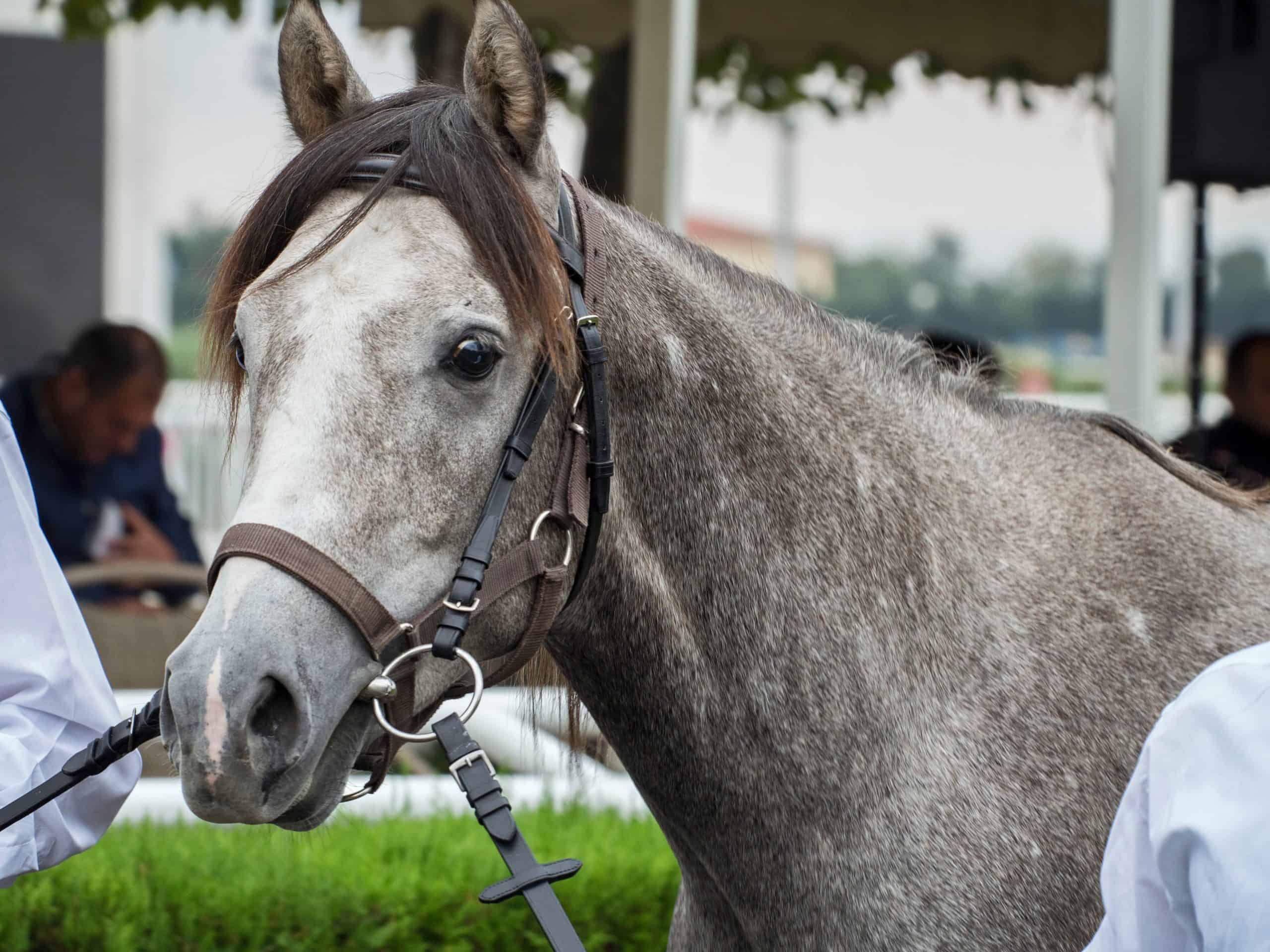An Arabian Grey Pony at the auction.