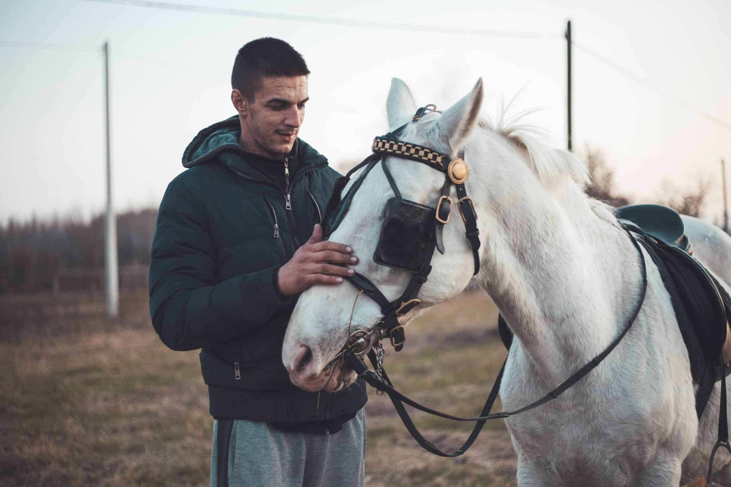 Young man taking hare of his lipizzaner horse