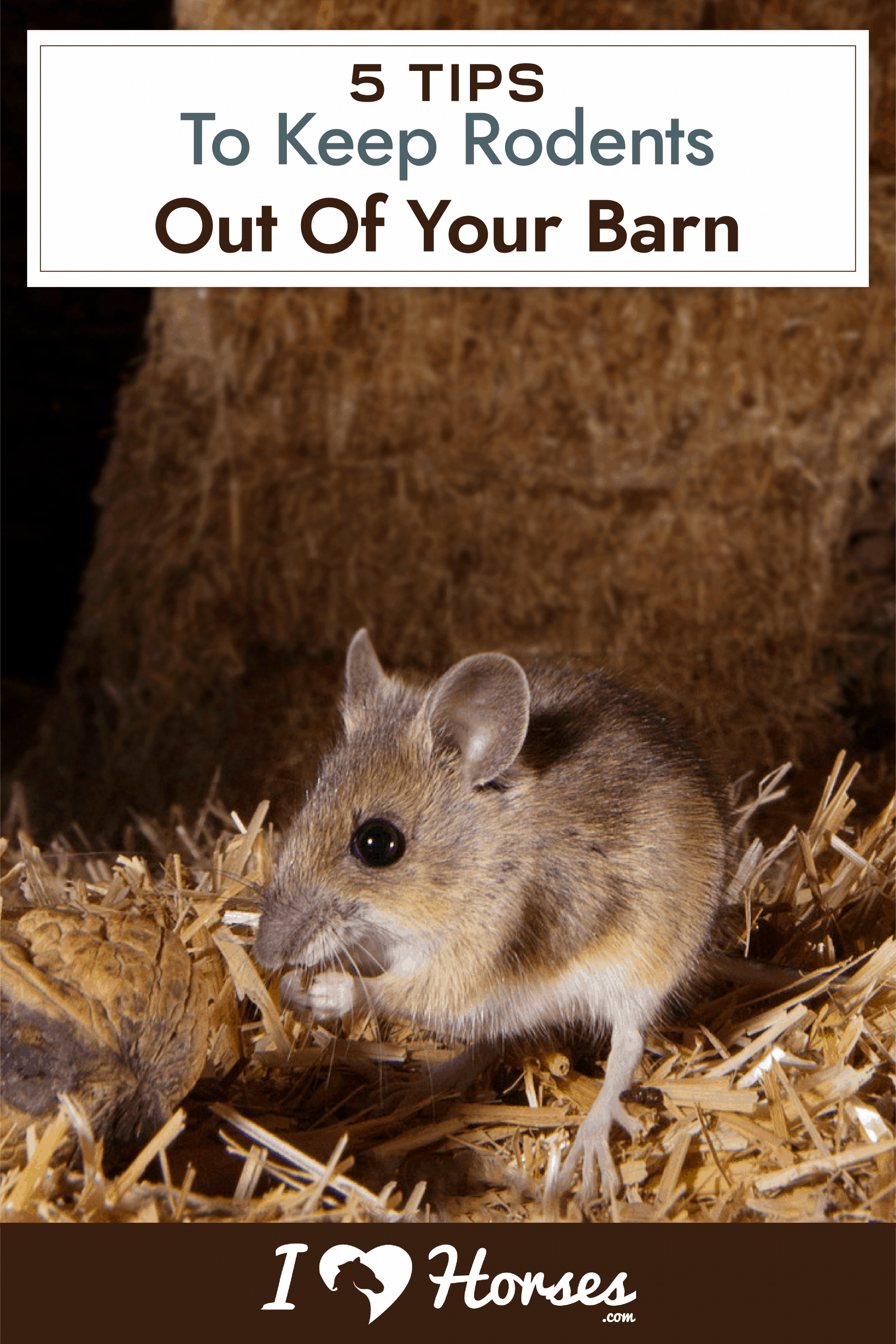 5 Tips For Keeping Rodents Out Of Your Barn