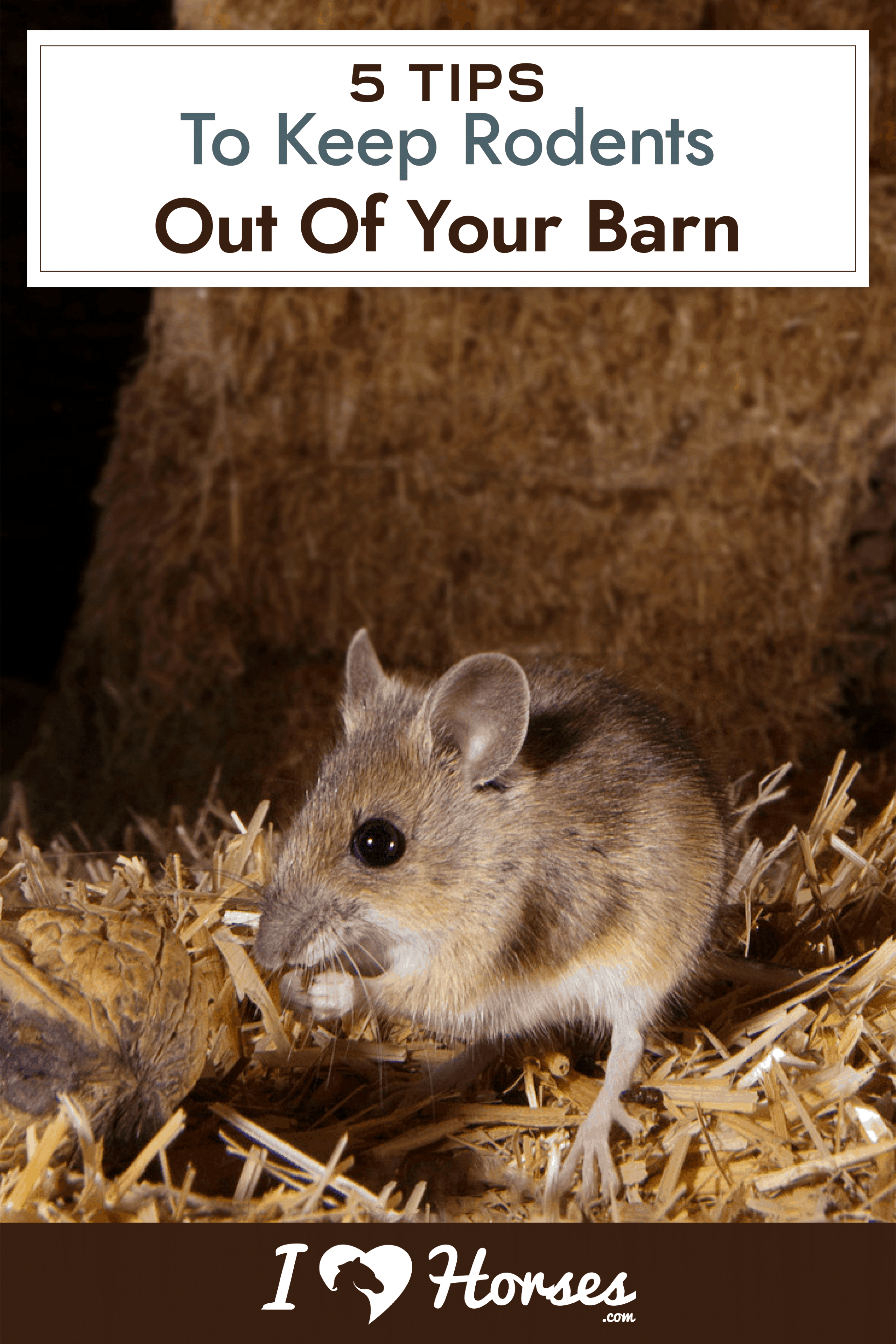 rodent in hay, rodent in barn, keep rodents out of barn