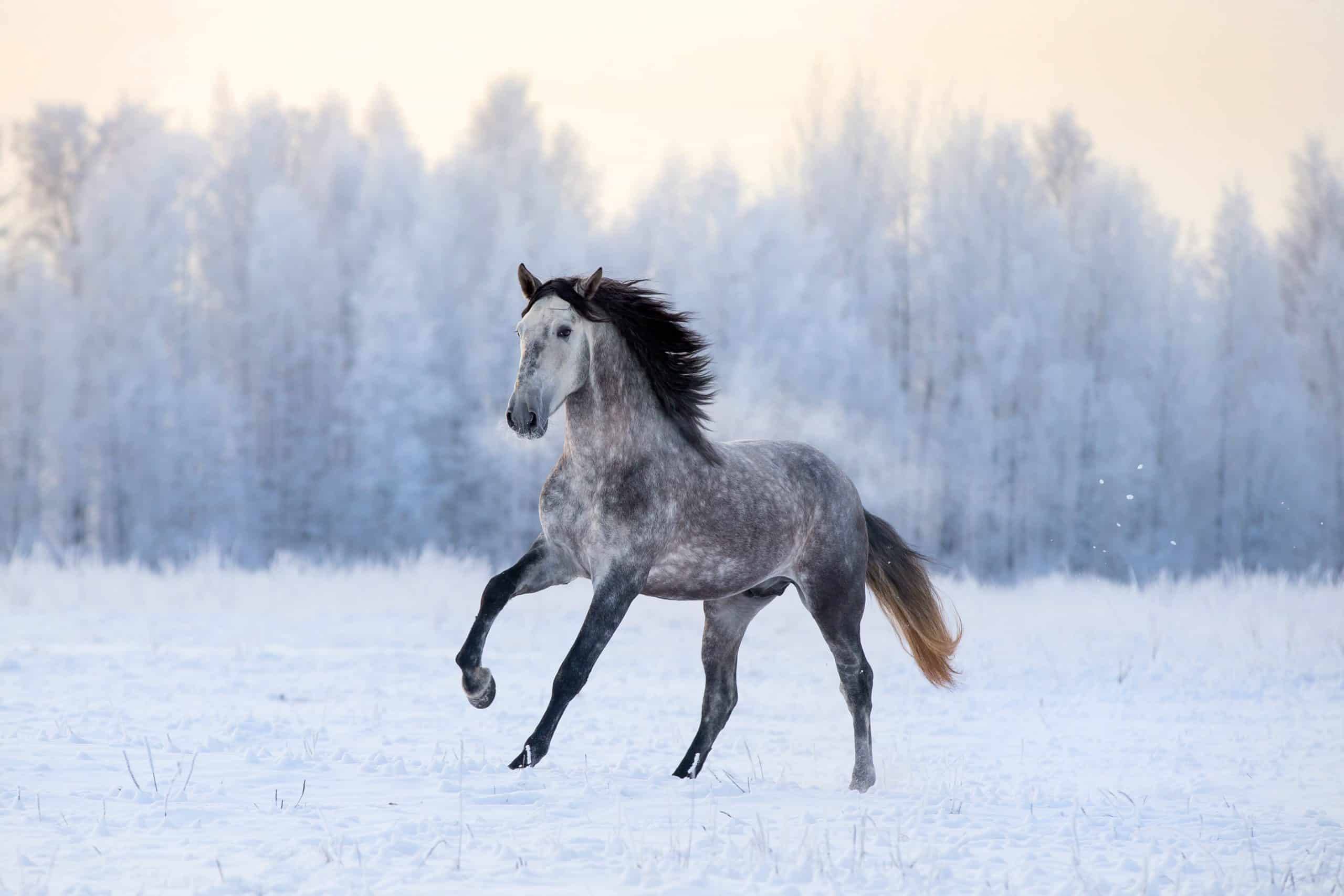 Andalusian horse on winter background