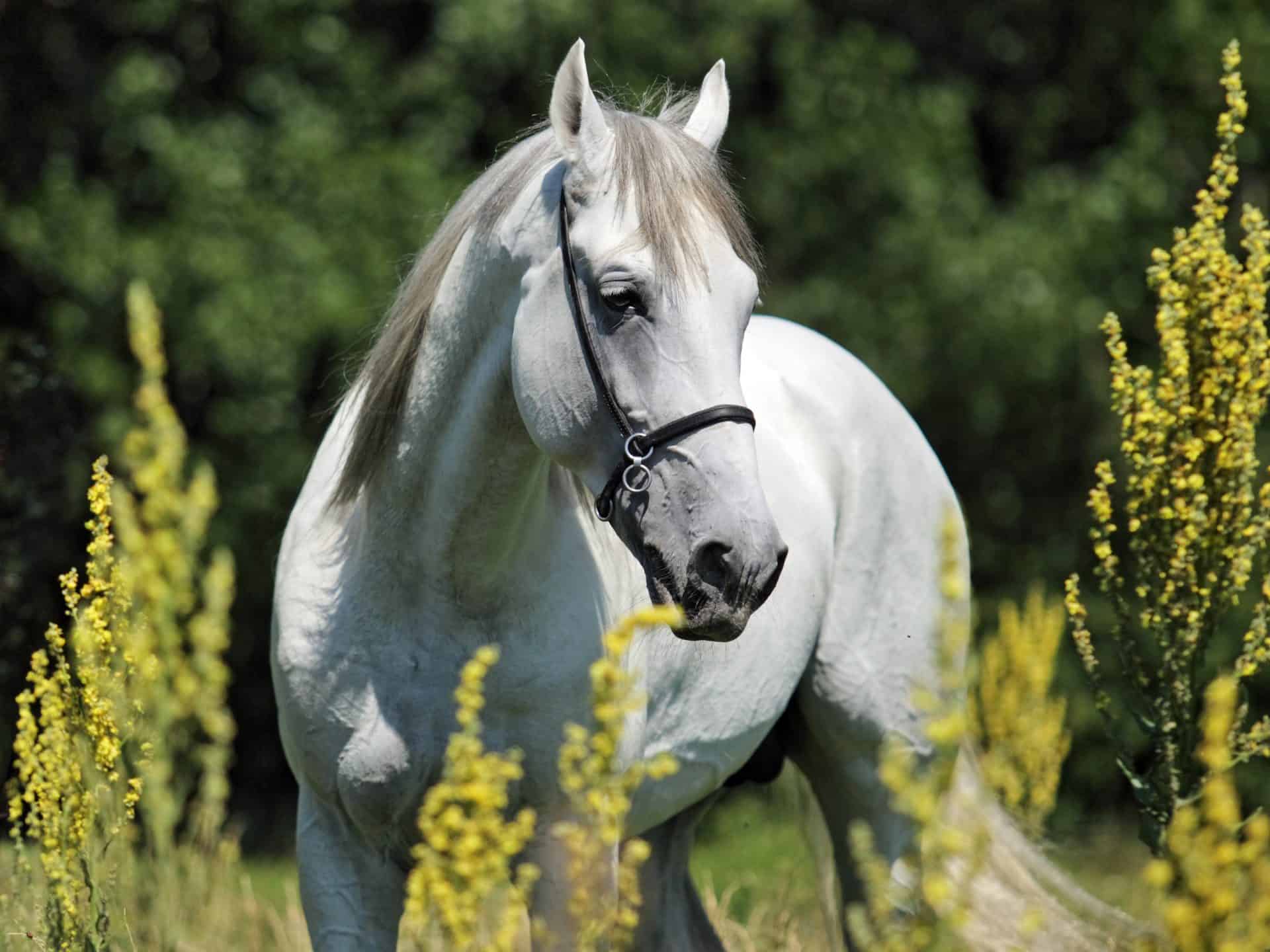 Andalusian Horse Facts You Might Not Have Known