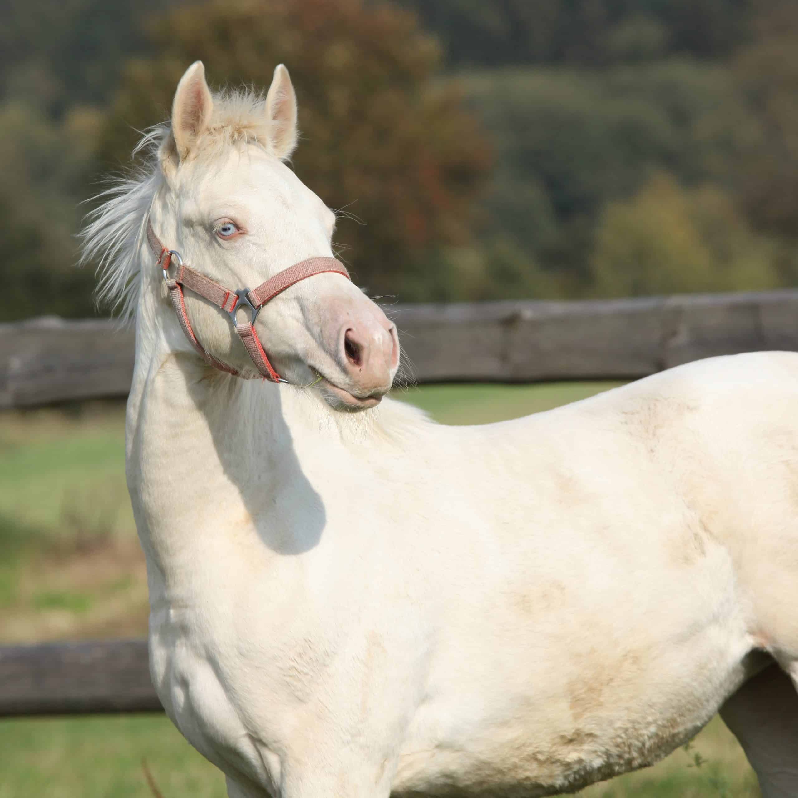 fun facts about horses white horse