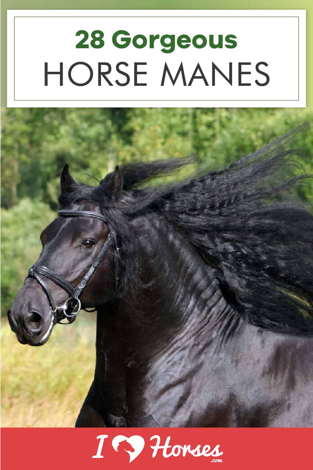 gorgeous horse manes