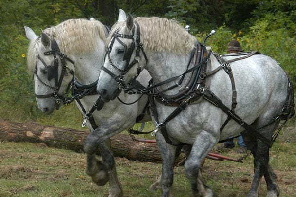 5 Modern Uses For Draft Horses