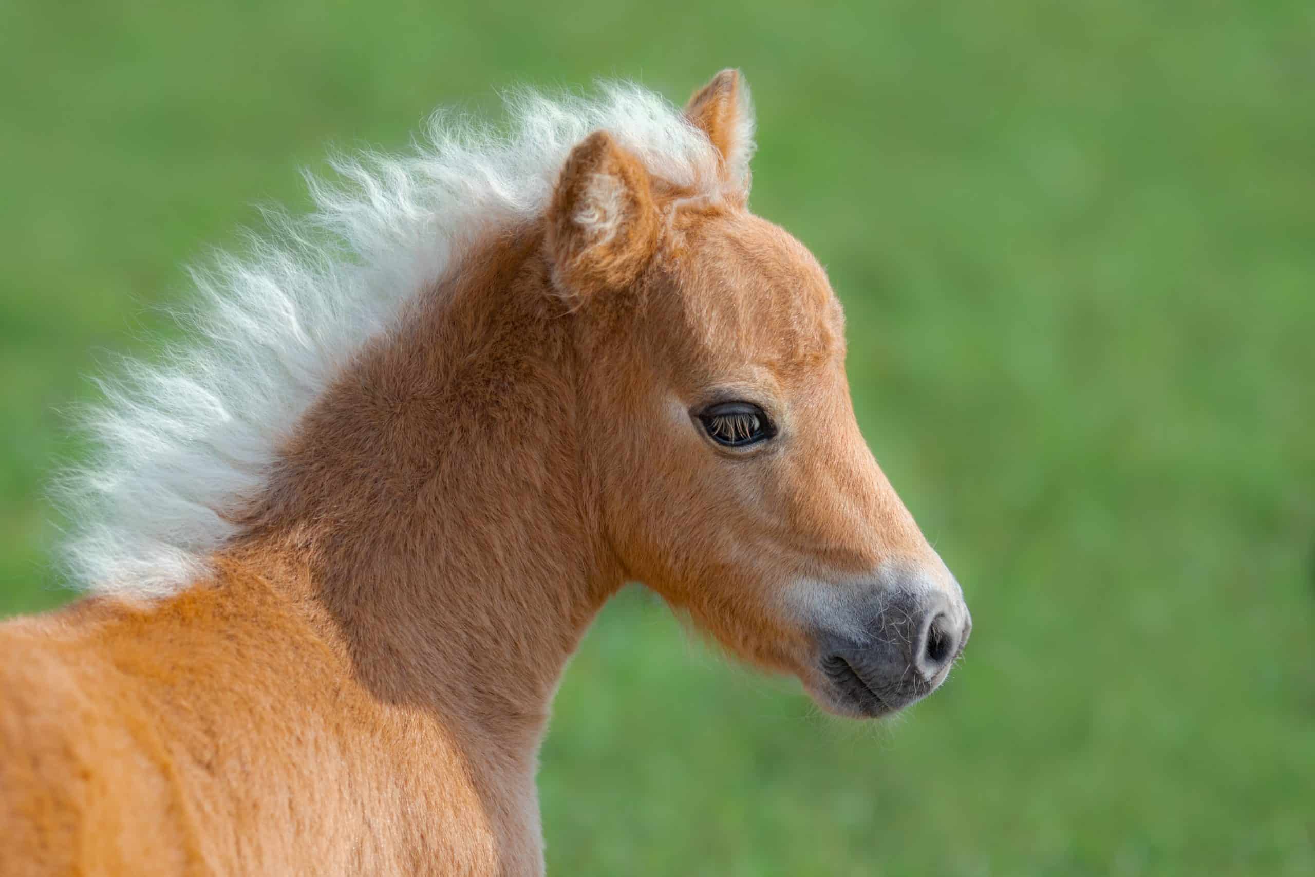 American Miniature Horse. Portrait close up of palomino foal on blurred green background.