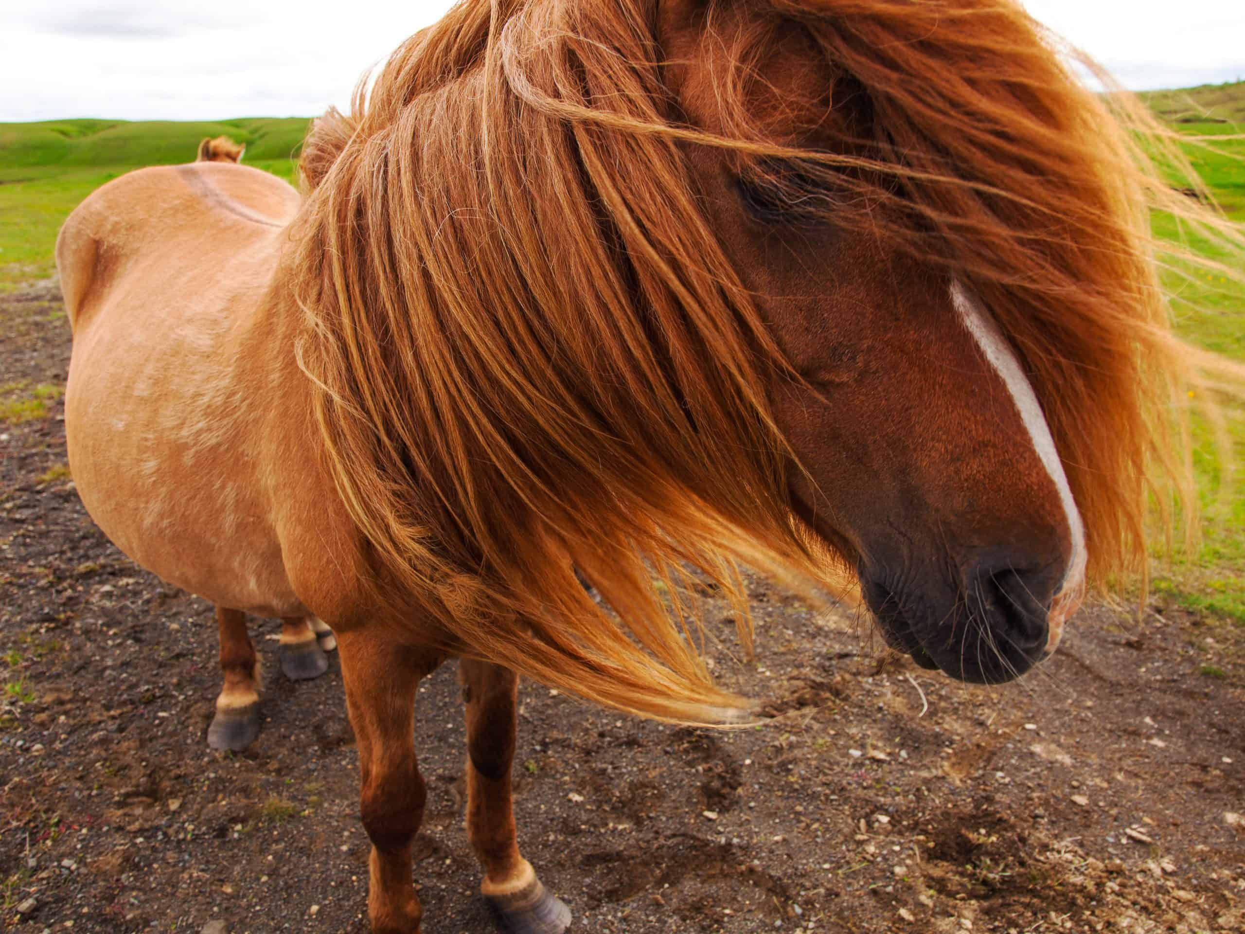 8 Horses With Beautiful Hair - Country Living