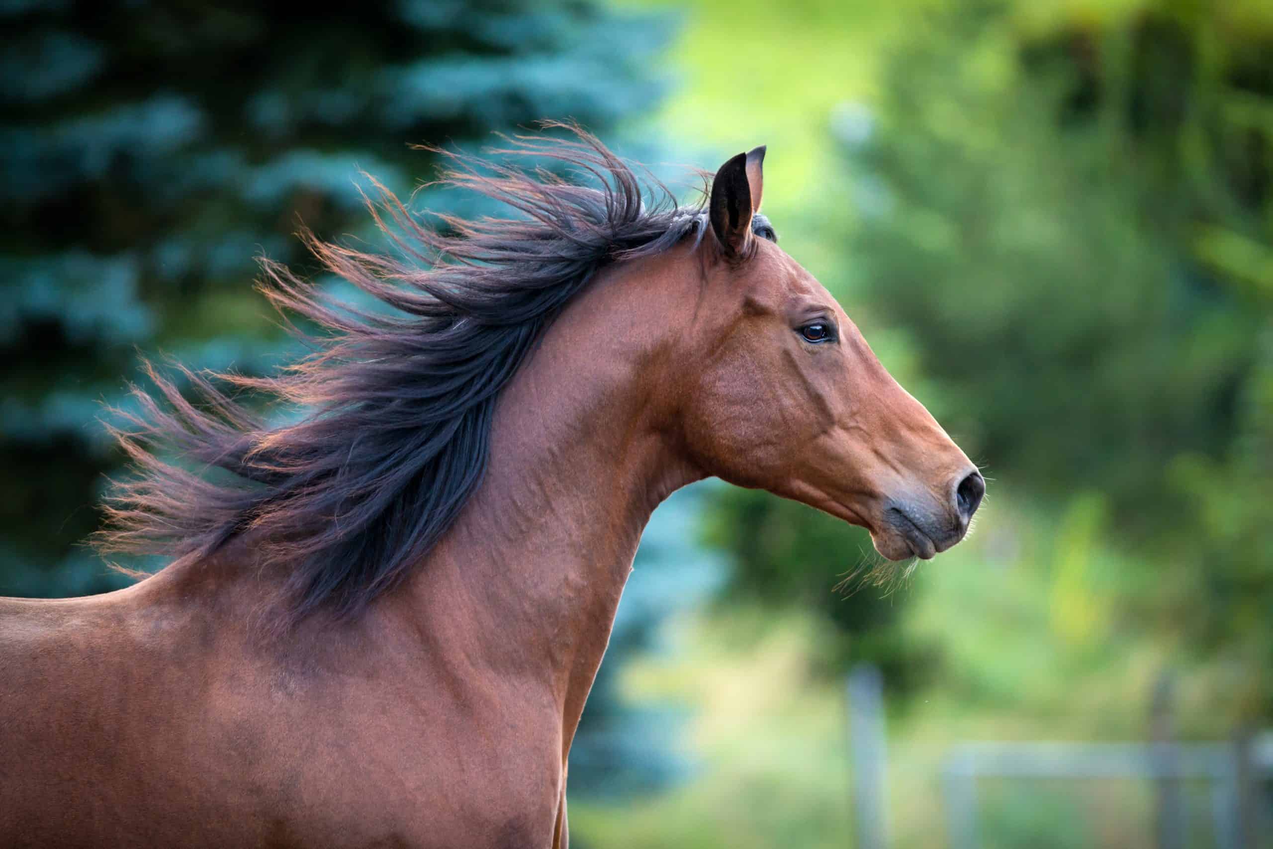 Bay horse portrait on green background. Trakehner horse with long mane running outdoor.