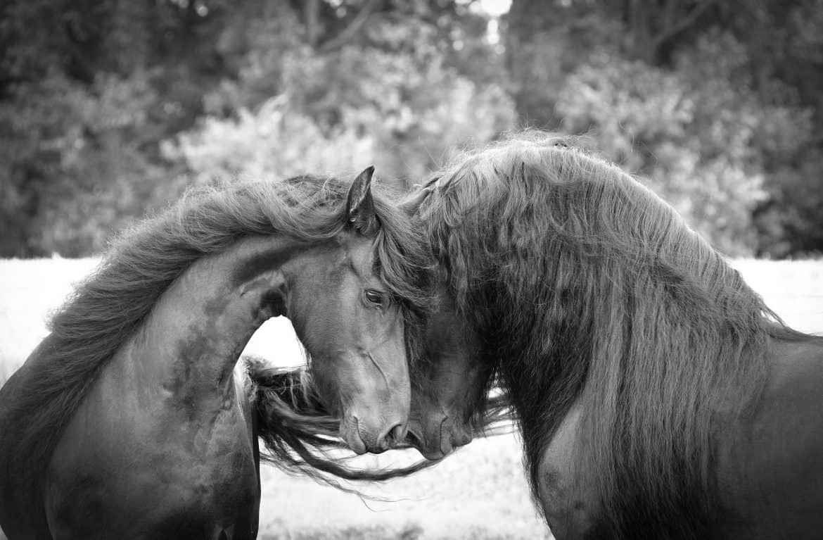 28 Horse Manes We Just Can't Get Enough Of