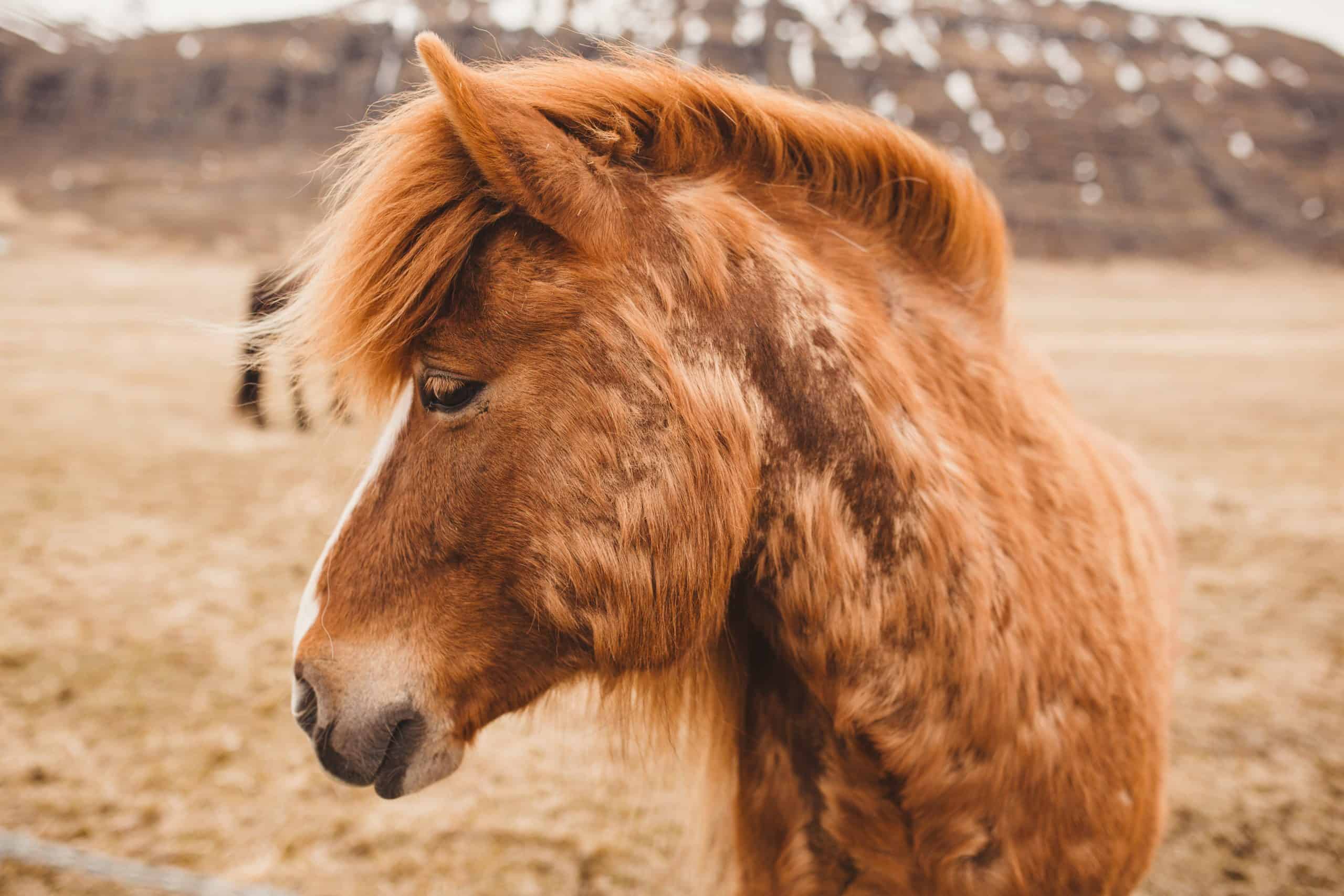 Fuzzy Icelandic Horse (1)