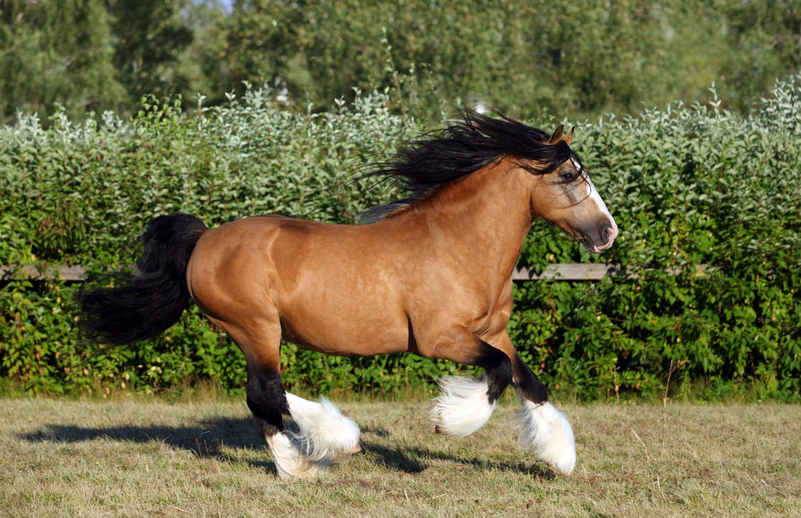 Gypsy Vanner Horse galloping in summer stud farm