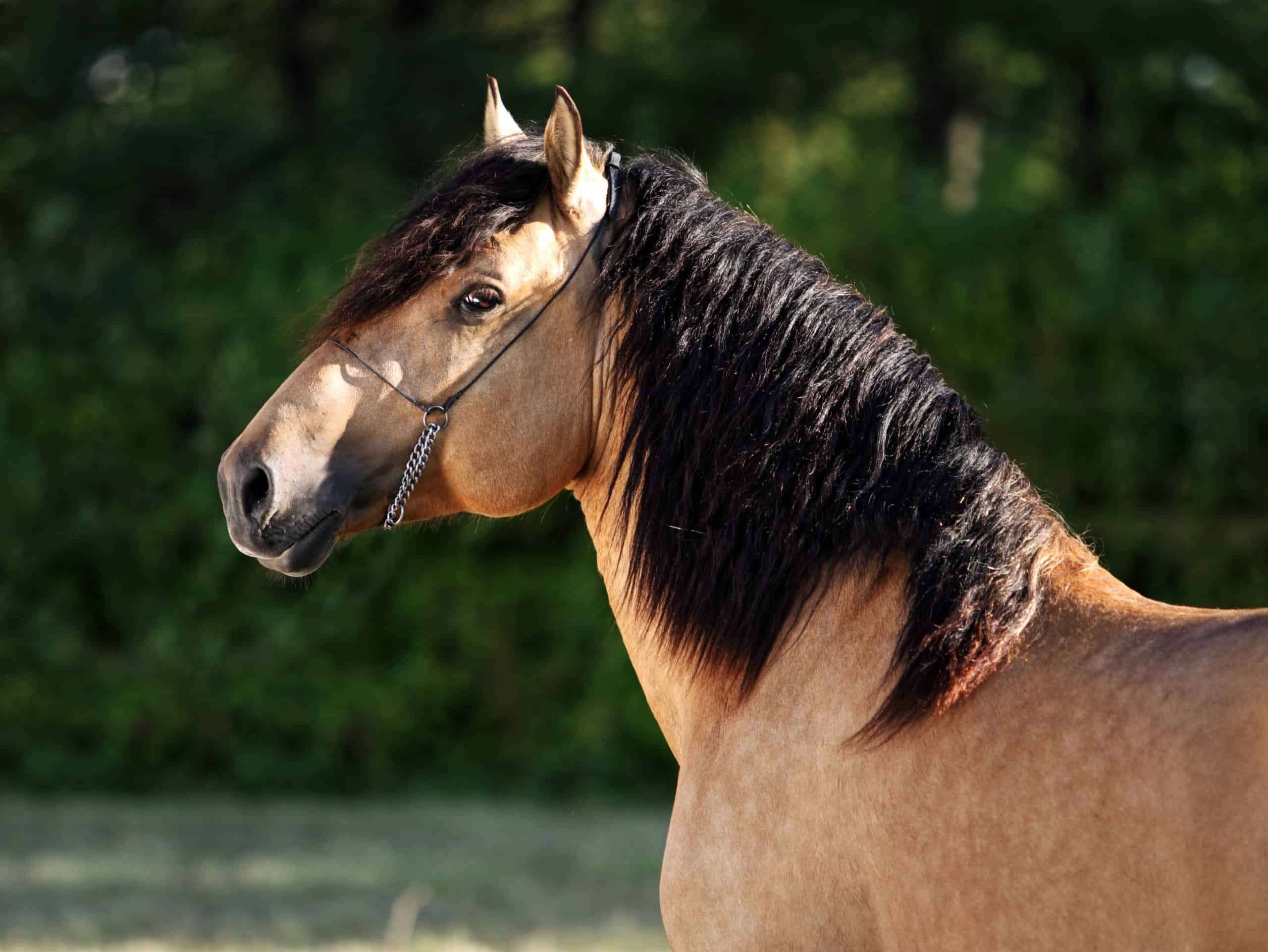 Gypsy Vanner Horse stallion portrait in evening stud farm