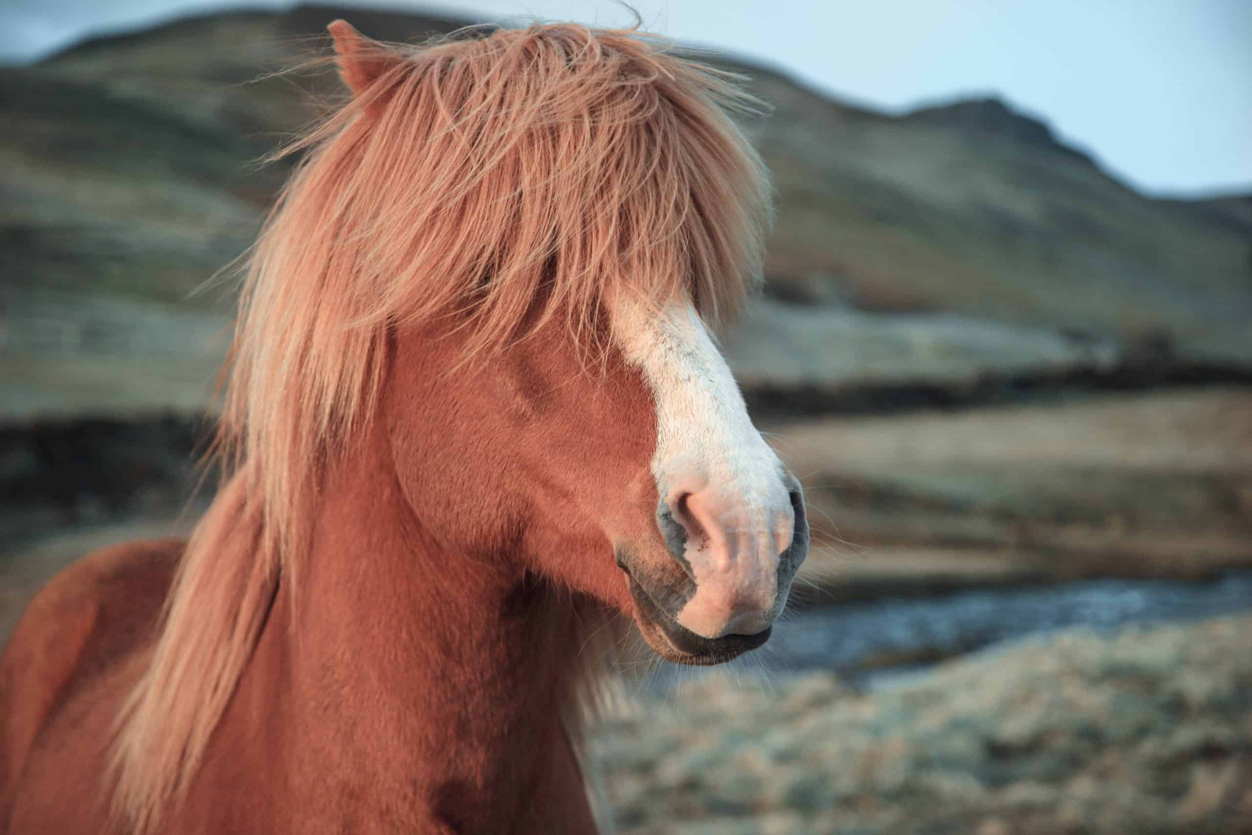 Iceland - Icelandic horse