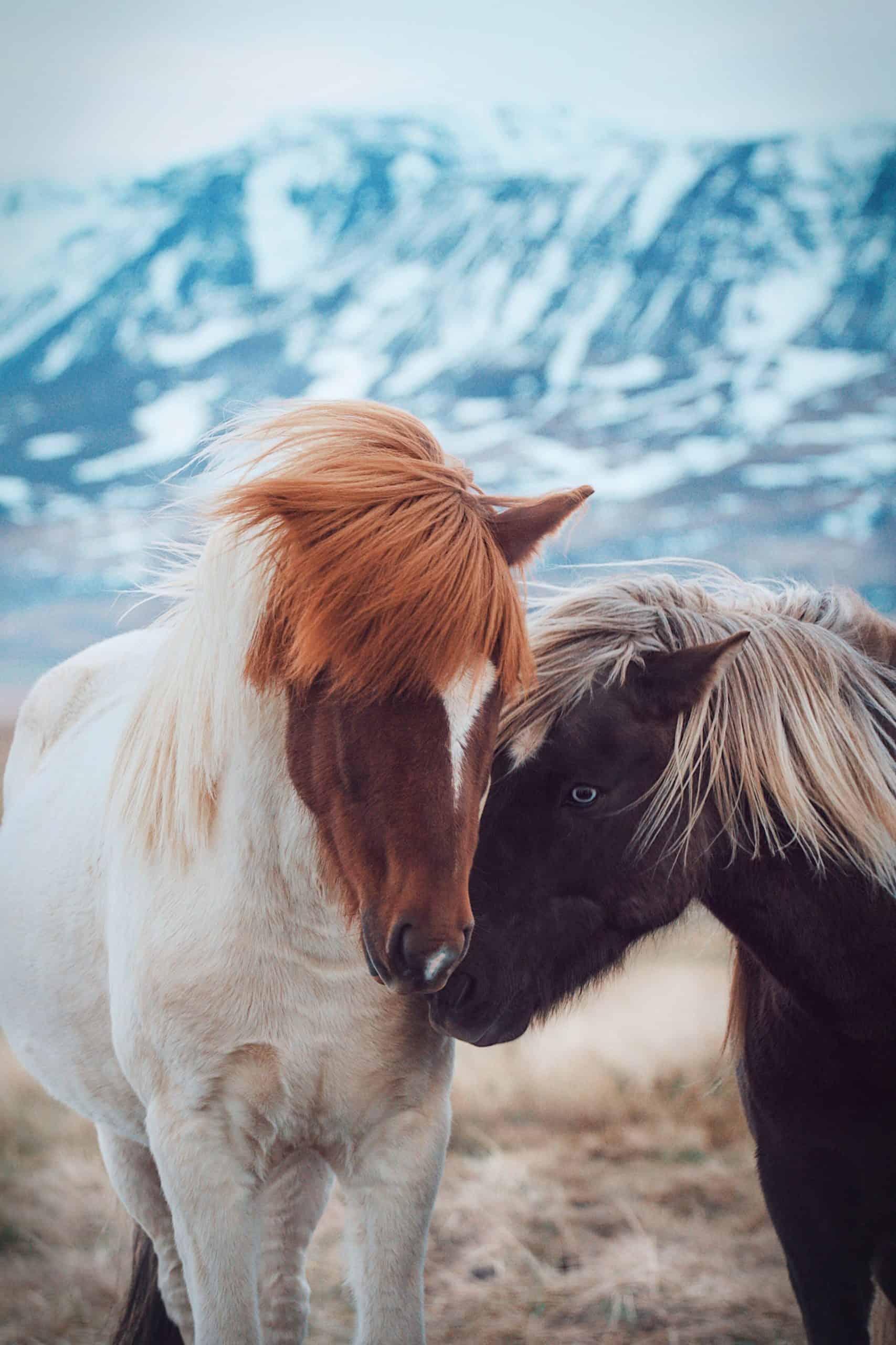  Icelandic Horses
