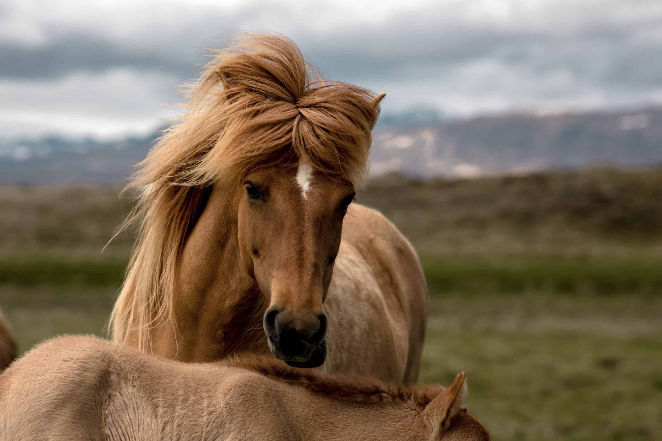 An Icelandic horse mother protecting its foal in front of a mountainous landscape
